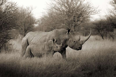   White Rhino Mother with Baby by Horst Klemm