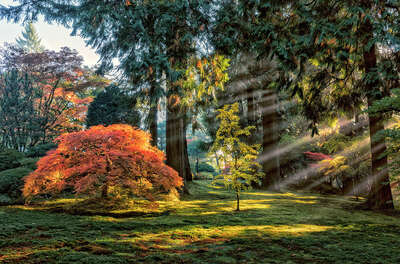 Nature Art: Autumn Light in The Maples by Roman Johnston