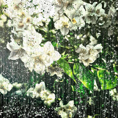   Jasmine Flowers 01 by An Doan Nguyen