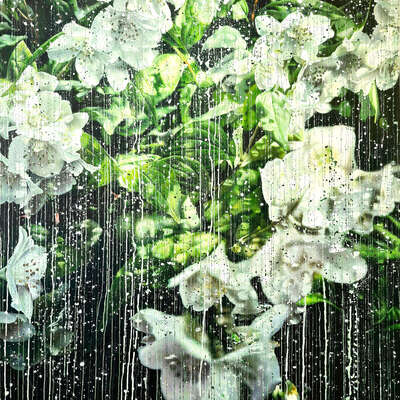   Jasmine Flowers 02 de An Doan Nguyen