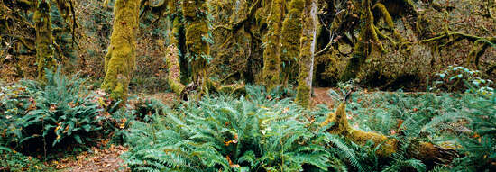 Rain Forest, Pacific Rim, Vancouver Island, British Columbia, Canada