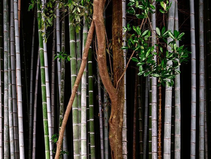 Bamboo I by André Wagner