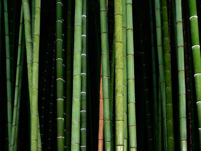  Bedroom Wall Art: Bamboo II by André Wagner