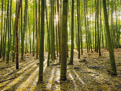  Forest Photography for your Bathroom: Bamboo III by André Wagner