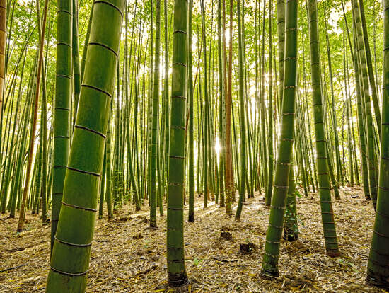 Bamboo IV by André Wagner - Limited Edition. Edition of: 150. Signed.