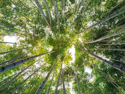  Nature Art: Bamboo V by André Wagner