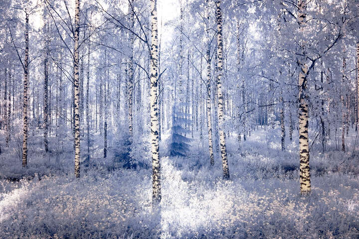   Birch Symphony l by André Wagner