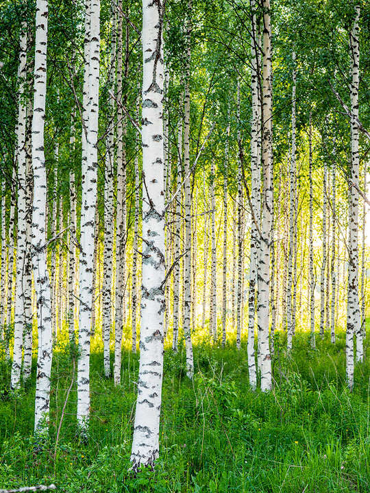   Birch Symphony ll by André Wagner