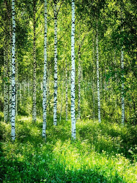   Birch Symphony lll by André Wagner