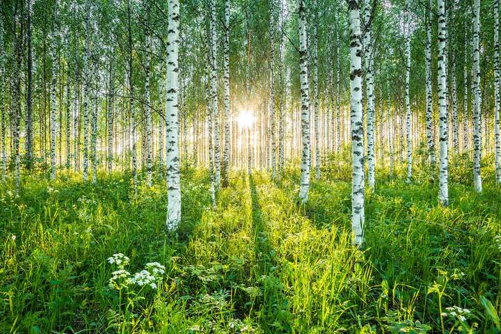   Birch Symphony llll by André Wagner