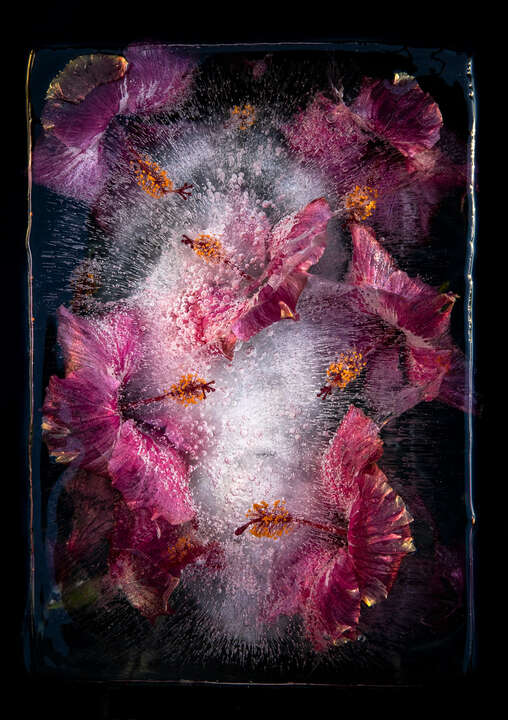   Pink Hibiscus von Bruce Boyd