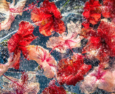 Abstract Flower Art: Hibiscus Jelly by Bruce Boyd