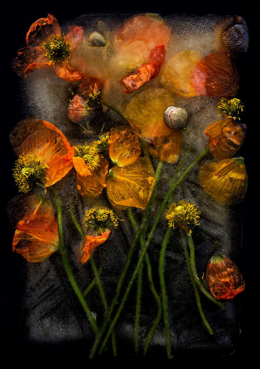  home office art: curated artworks Poppies by Bruce Boyd