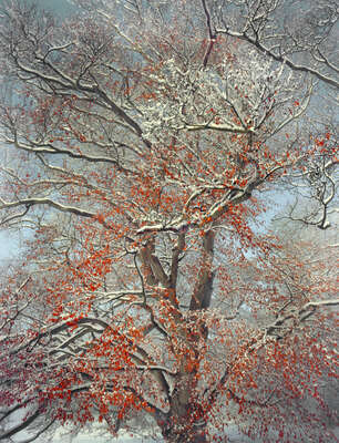  Curated Lumas Landscape Prints: Early Snowfall by Barry Cawston