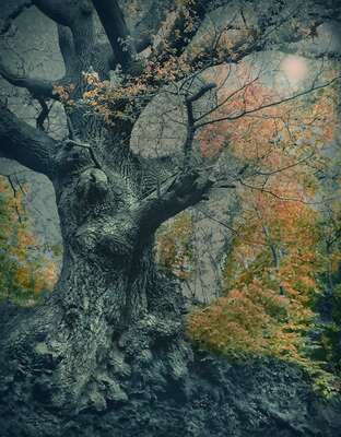  Curated Abstract Art: Ancient Oak by Barry Cawston