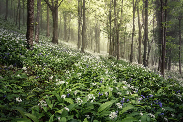   Garlic Grove by Chris Frost