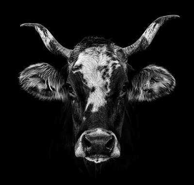  Kühe Bilder Ulana von Claudio Gotsch
