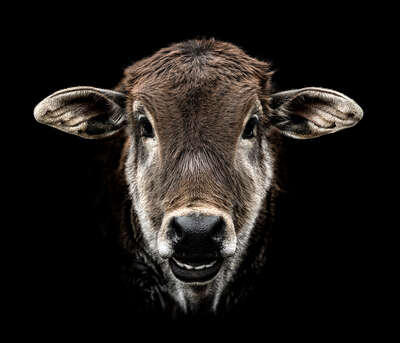  Kühe Bilder Aruna von Claudio Gotsch
