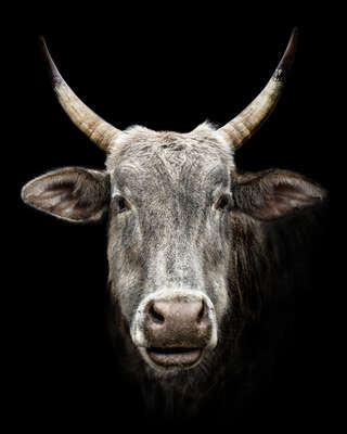  Kühe Bilder Samba von Claudio Gotsch