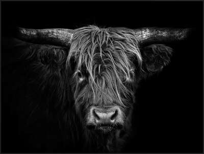  Kühe Bilder Hochlandrind von Claudio Gotsch