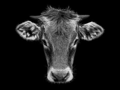  Kühe Bilder Junge Heimat von Claudio Gotsch