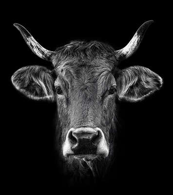  Kühe Bilder Albula (Heimat) von Claudio Gotsch