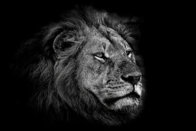  Löwen Bilder Leo von Claudio Gotsch