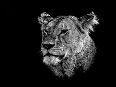  Löwen Bilder Leoni von Claudio Gotsch