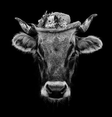  Kühe Bilder Ortensia von Claudio Gotsch