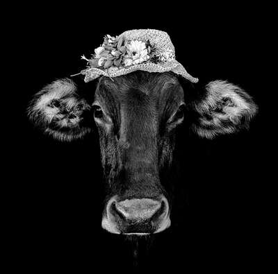  Kühe Bilder Fortuna III von Claudio Gotsch