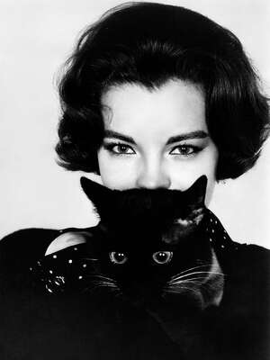  curated vintage black and white photographs: Romy Schneider with Cat by Classic Collection II