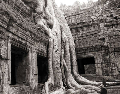   Ta Prohm Temple (Tomb Raider Temple) by Classic Collection III