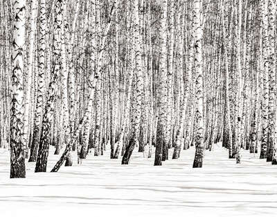   Winter Birches by Classic Collection III