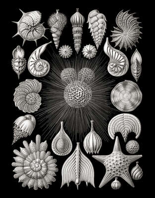   Thalamophora from „Art Forms in Nature“ by Classic Collection III