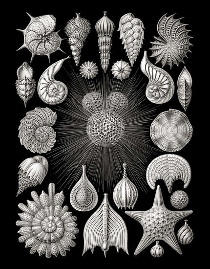 Thalamophora from „Art Forms in Nature“