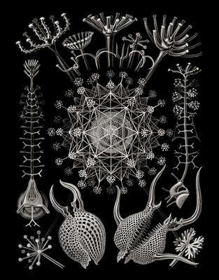   Phaeodaria from „Art Forms in Nature“ de Classic Collection III