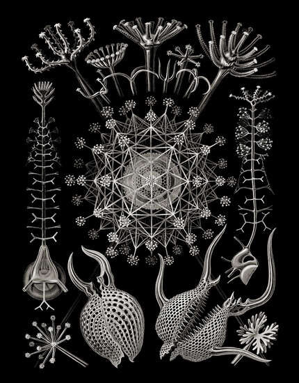 Phaeodaria from „Art Forms in Nature“