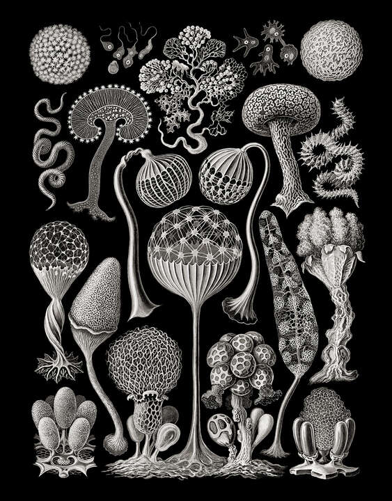 Mycetozoa from „Art Forms in Nature“ von Classic Collection III