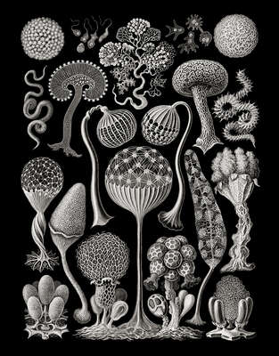   Mycetozoa from „Art Forms in Nature“ by Classic Collection III