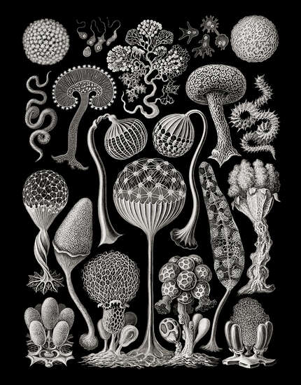 Mycetozoa from „Art Forms in Nature“