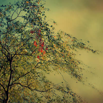   The Autumnal Whisper von Christiane Steinicke