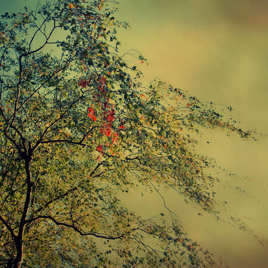 The Autumnal Whisper