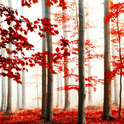   Autumn Magic 2 by Christiane Steinicke