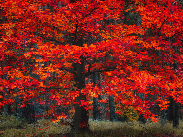   Indian Summer von Christiane Steinicke