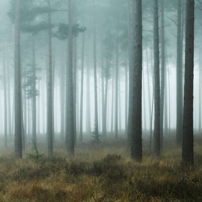  landscape artworks for guest room: New Forest Mist by David Baker