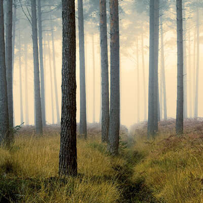   Forest Ridge by David Baker