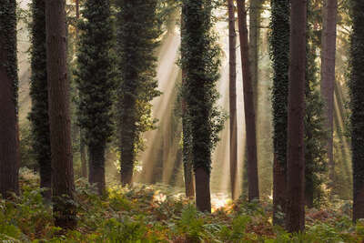  New Forest Trees von David Baker
