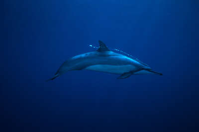   Spinner Dolphin, Stenella Iongirostris, Hawaii de David Fleetham