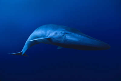   Blue Whale, Balaenoptera musculus, California by David Fleetham
