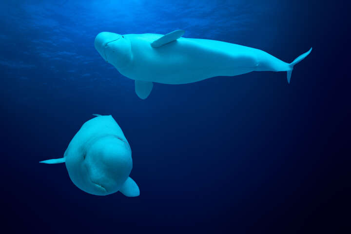 Beluga Whales, Delphinapterus leucas, Canada von David Fleetham